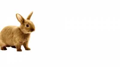 buny