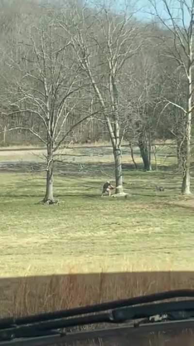 WCGR not knowing how to cut a tree down.