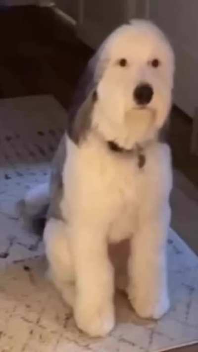 I&rsquo;ve always wanted a dog😊