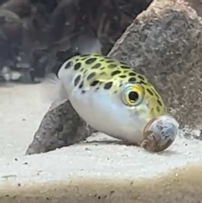 Persephone the Pufferfish just making sure there&rsquo;s no more signs of life &hellip; puffers, man. Weirdest fish I&rsquo;ve ever owned.
