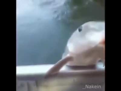 Aca esta el pececito que habla