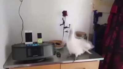 Cock/tiel10