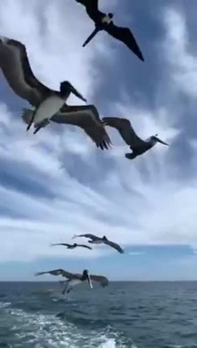 This guy is a real-life Disney princess