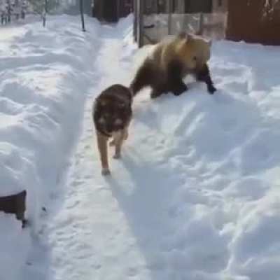 In Russia, even the dogs don&rsquo;t give a fuck
