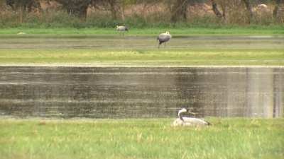 More than 1,000 cranes perish from bird flu outbreak in Germany
