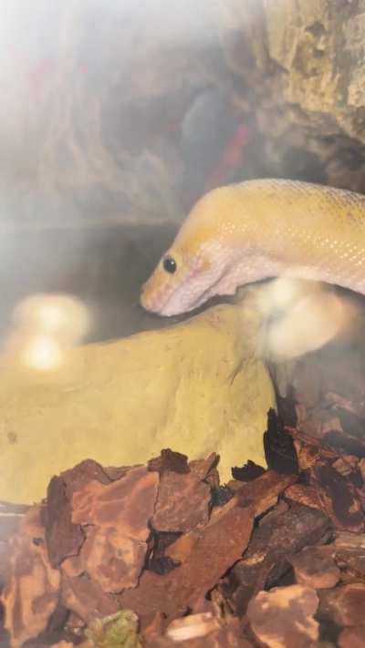 Mochi&rsquo;s good long sip after eating