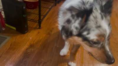 Please tell me someone else&rsquo;s dog blows bubbles while bobbing for ice cubes