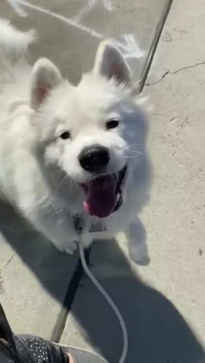 When your dog loves you and walks