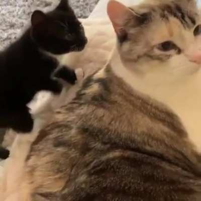 Autokitty, Roll Out