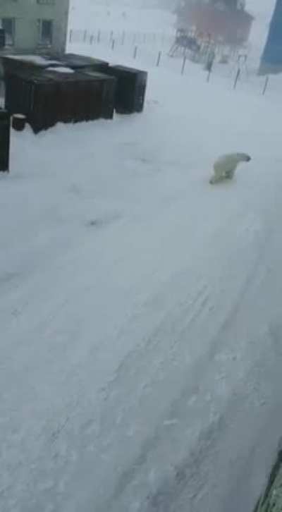 Белые мишки гуляют по городу