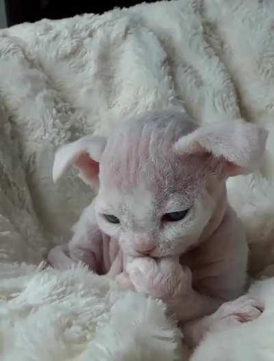 Want want want!
