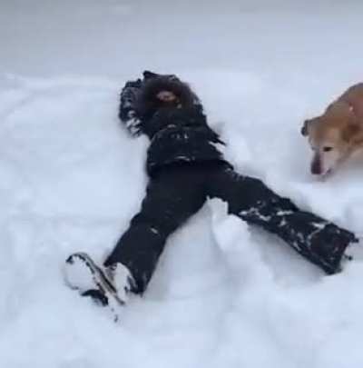 How can you not love dogs!!
