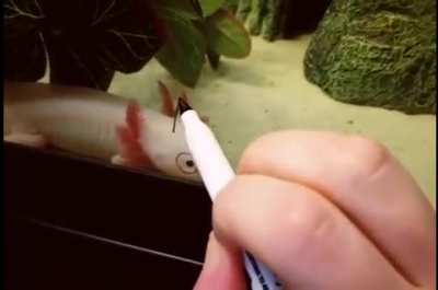 mAn fOrCiBlY gIvES aXoLOtl pErmAnEnT tAToO!!!