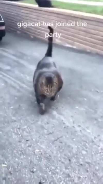 That cat's built