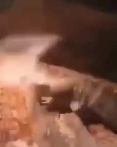 Play fighting
