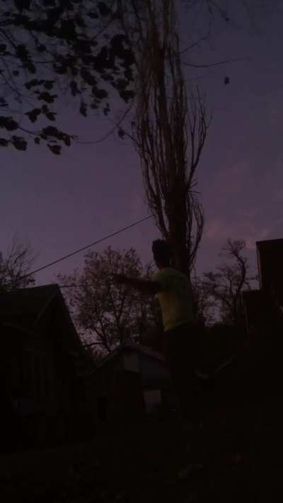 Emergency Pull Down of Dead Poplar