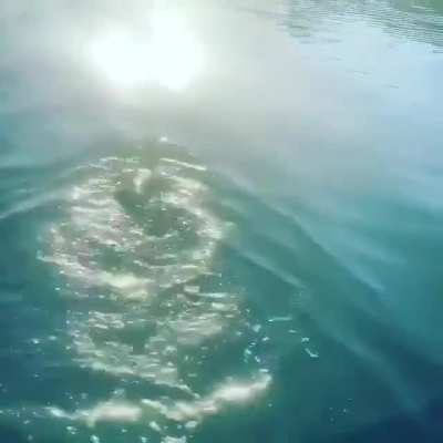Weird fish