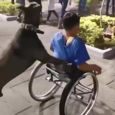 Shout out to whoever trained this dog.