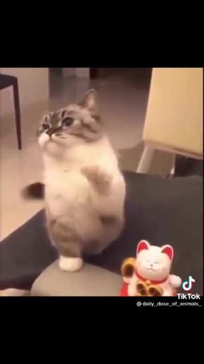 Here&rsquo;s a cute cat to brighten your day ☺️