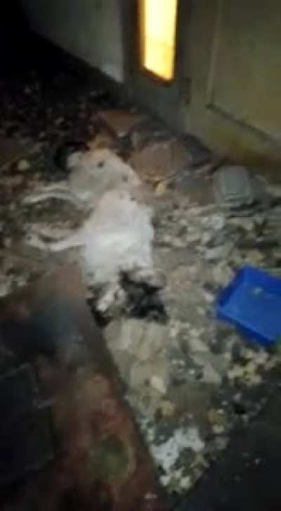 Allanamiento en la casa de una proteccionista de animales, esto es lo que encontraron.
