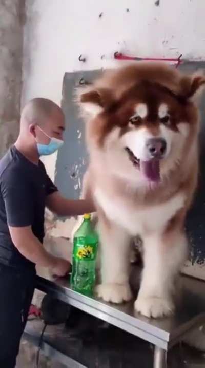 Just a pup