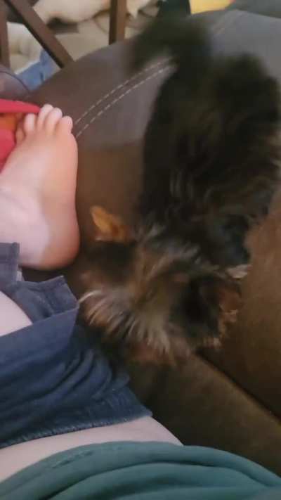 Little man playing with my shorts string (sound on)