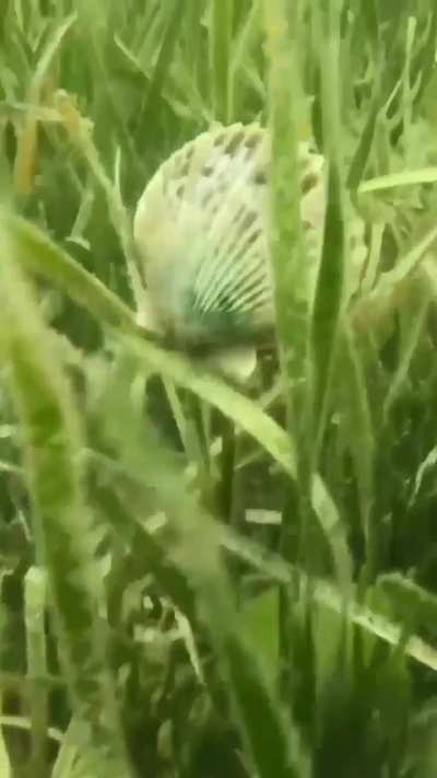 Clammy Stroll