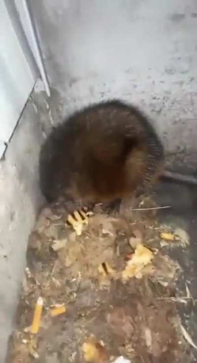 To touch a rat