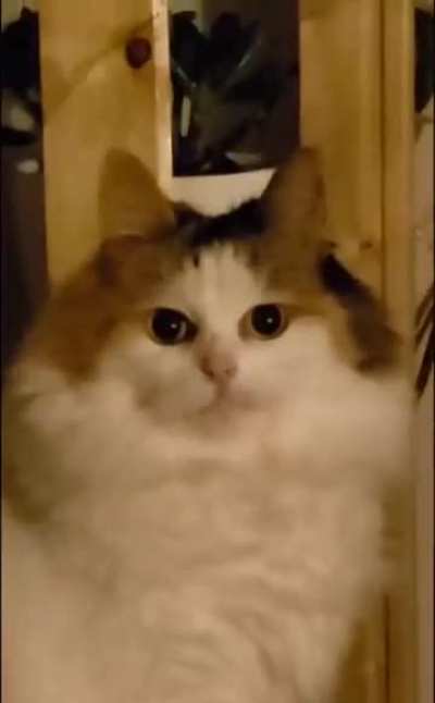 Thousand Yard Stare Wunk