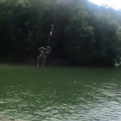 Swinging in the trees 🎶