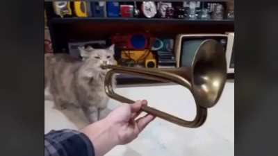 Zade kedi al be abi