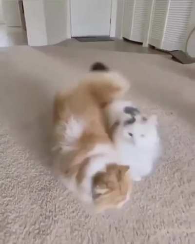 Quite a duo