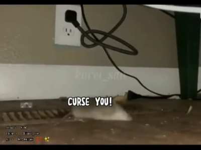 Normal rat in Ohio