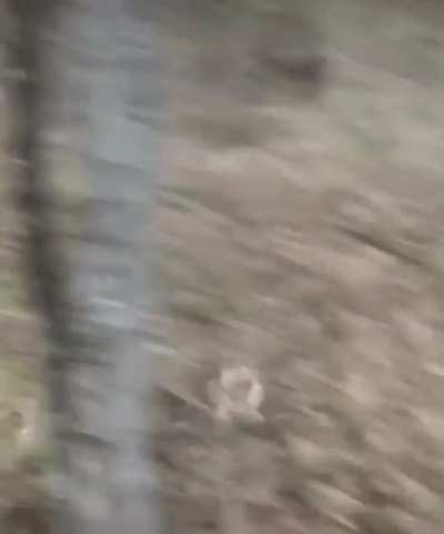 Deer God