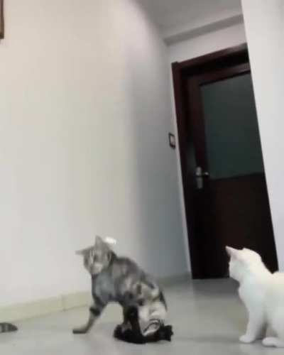 "Wait, I don't know how to fall"