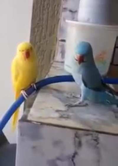 ele todo pimposo e ela toda timidazinha