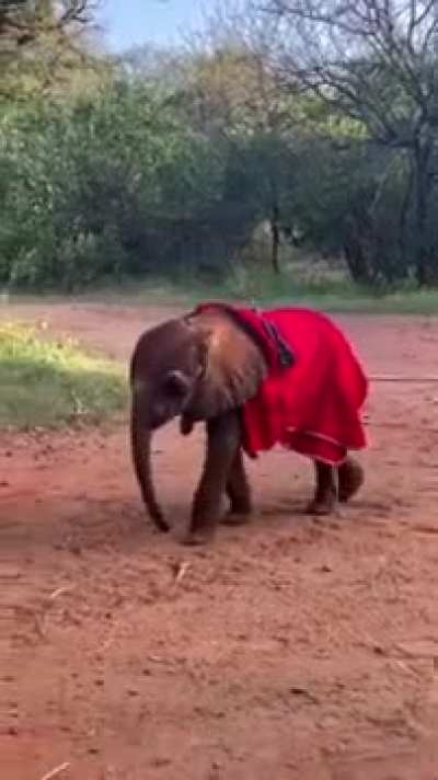 A Hero in a Tiny Cape