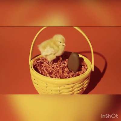 egg