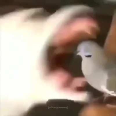 Sucker Punch