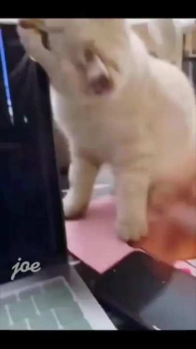 Cats testing your patience