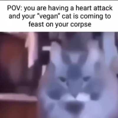 Vegan Cat