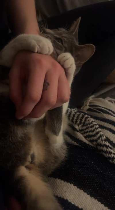 My cat can dish it out, but can&rsquo;t take it