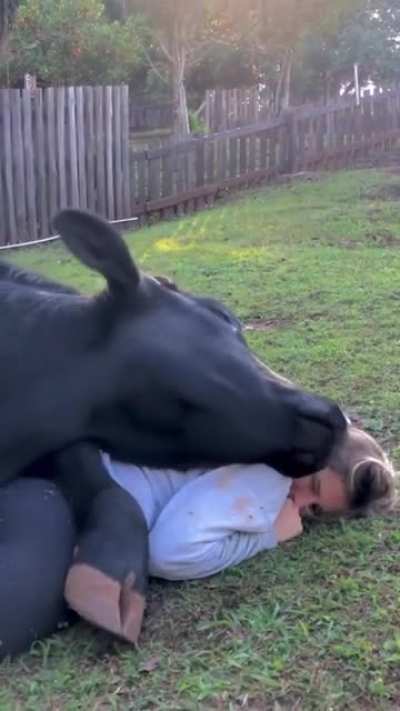 Holy Cow
