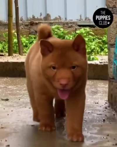 Vietnamese Hmong Dog. They are often used by the Vietnamese police as sniffing and detection dogs who patrol the country&rsquo;s borders.