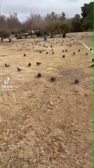 PIGEONS ATTACK!!!