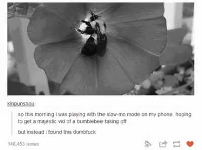 bumble-headed bee