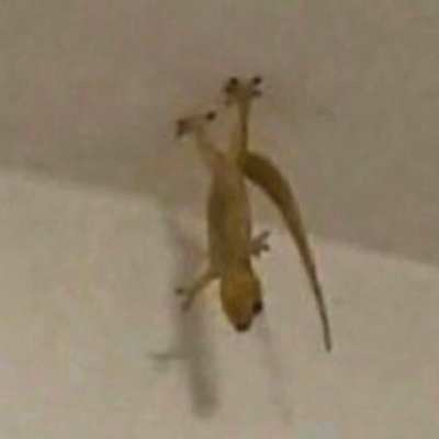 mods are asleep, it is real gecko hours now