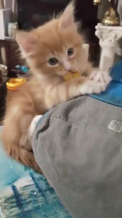 Our kitten being super rambunctious this evening haha still haven't come up with a name for him. He was a rescue.