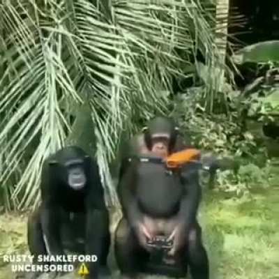 Difference between humans and apes