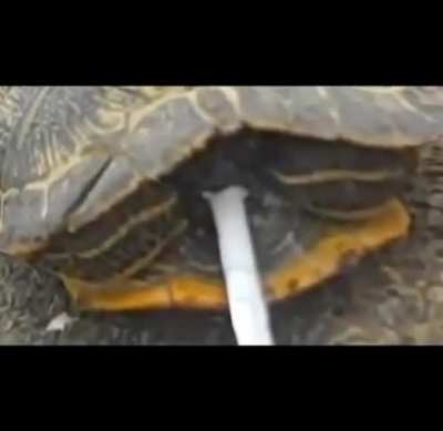 Smokin animals